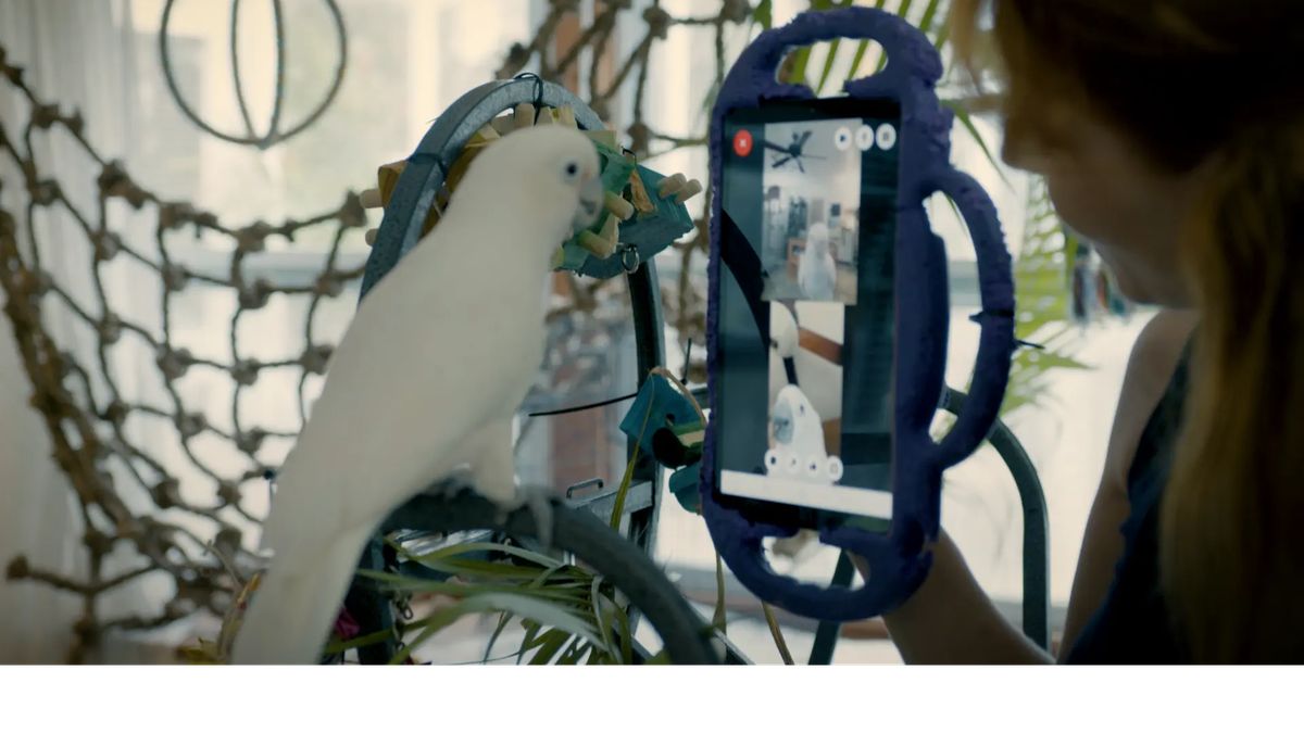 Papoušci si telefonují přes tablet. Jsou nadšení